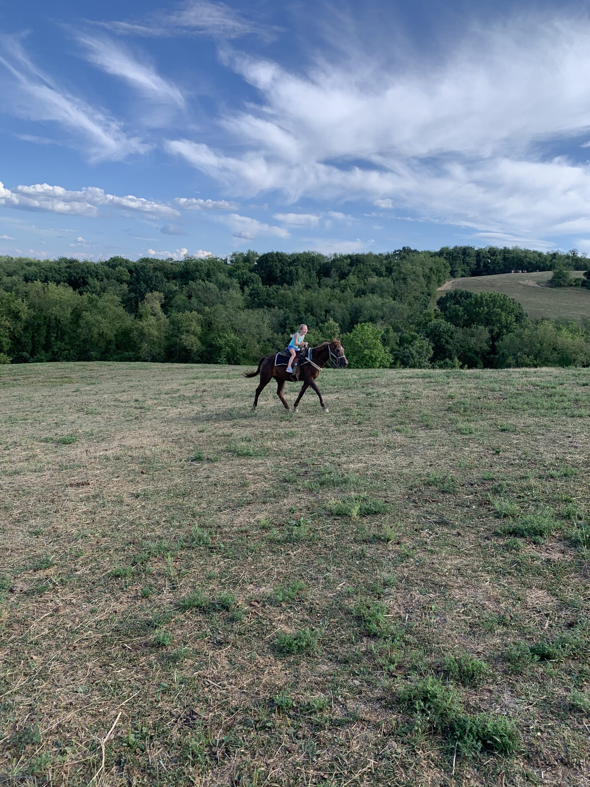 Trotting Horse